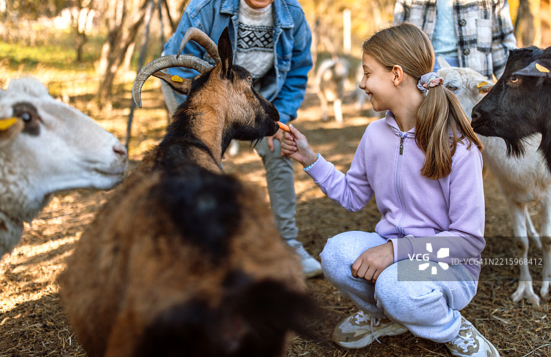 祖母和孙女们在山羊农场照顾动物图片素材