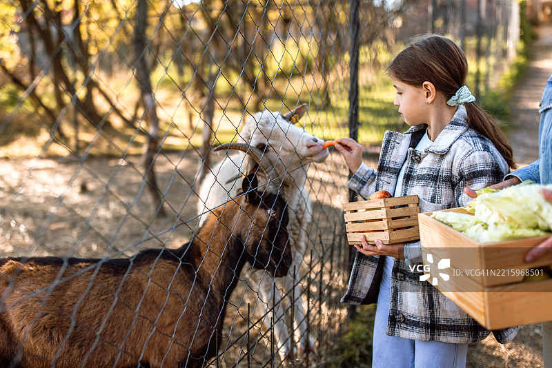在动物农场的参观中，女孩们正在用卷心菜喂山羊。图片素材
