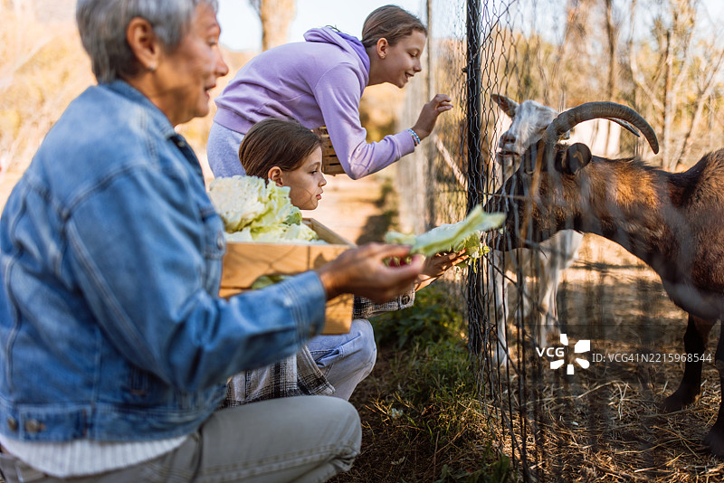 在动物农场的参观中，女孩们正在用卷心菜喂山羊。图片素材