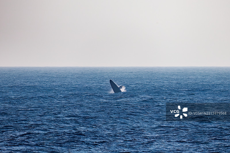 座头鲸（Megaptera novaeangliae）群在岸边游泳，跃出水面。图片素材