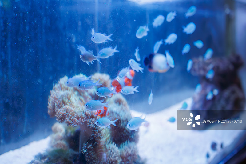 美丽的桌状珊瑚和一群黑边小丑鱼及其他鱼类,还有小丑鱼(Amphiprion ocellaris)和珍珠鳞天使鱼(Centropyge vrolikii)。图片素材