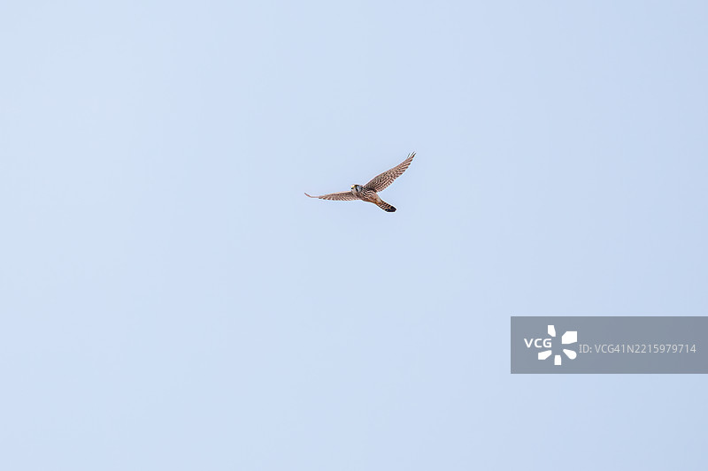 美丽的普通雀鹰（Falco tinnunculus：隼科）在空中悬停捕猎。他抓住了一只日本草田鼠，亚历山大田鼠（Alexandromys montebelli）。图片素材