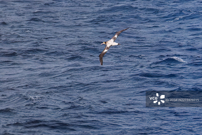一只巨大的短尾信天翁（Phoebastria albatrus）在海岸外飞翔。翼展超过2米。图片素材