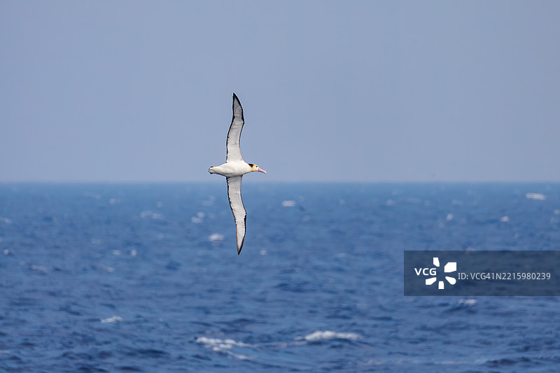 一只巨大的短尾信天翁（Phoebastria albatrus）在海岸外飞翔。翼展超过2米。图片素材