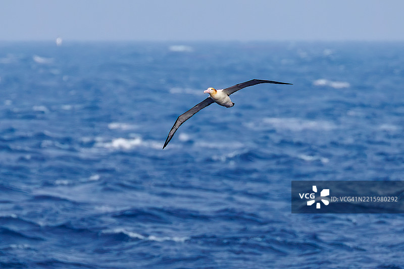 一只巨大的短尾信天翁（Phoebastria albatrus）在海岸外飞翔。翼展超过2米。图片素材