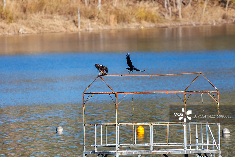 一只美丽的鱼鹰(Pandion haliaetus,鱼鹰科)正在休息。与一只丛林乌鸦(Corvus macrorhynchos,乌鸦科)争斗。图片素材