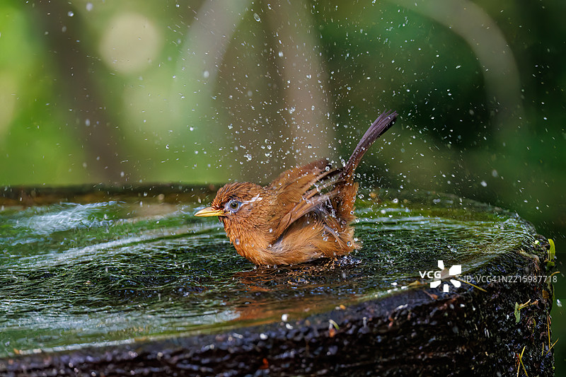 可爱的画眉鸟在水中洗澡。正在水盆里洗澡。图片素材