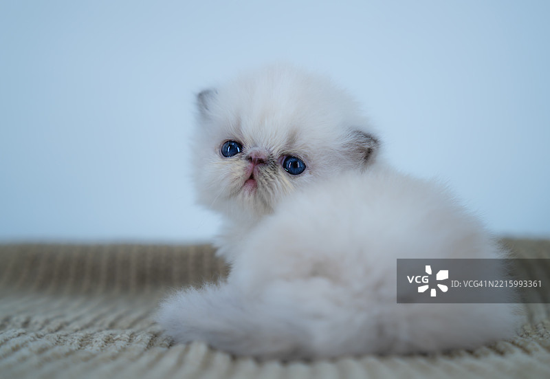 深蓝眼睛的蓝色玳瑁点喜马拉雅小猫图片素材