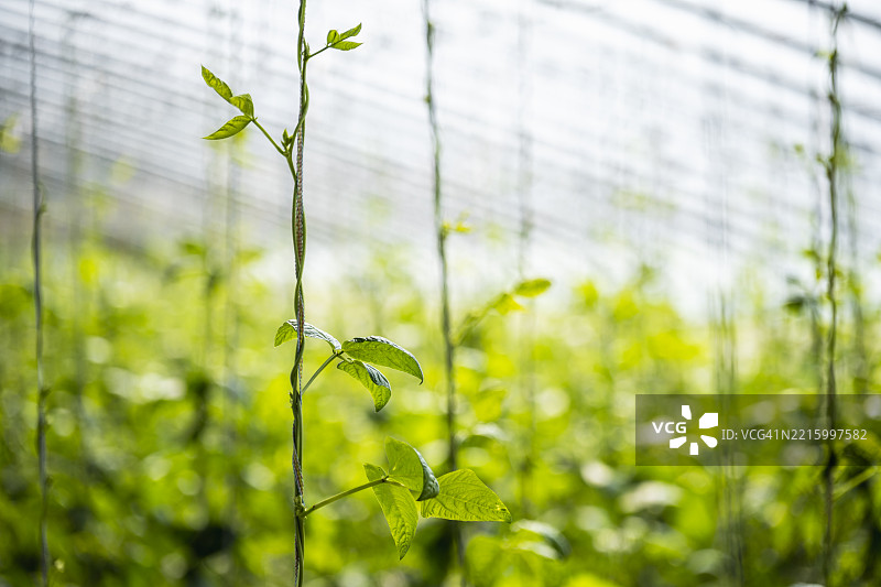 温室中的绿豆植物图片素材