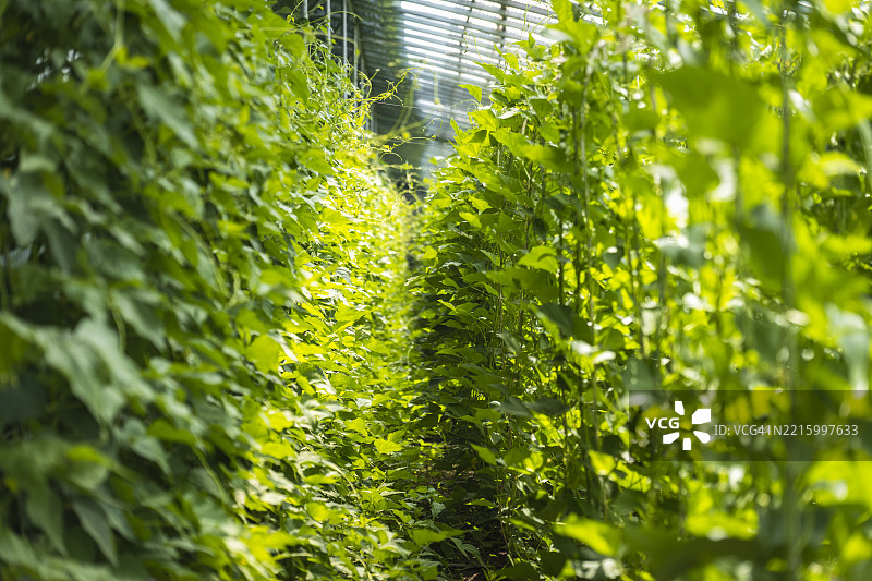 集约化温室蔬菜种植图片素材