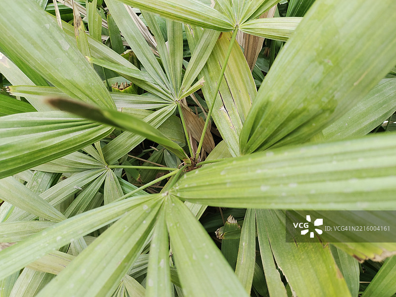宽叶女皇掌图片素材