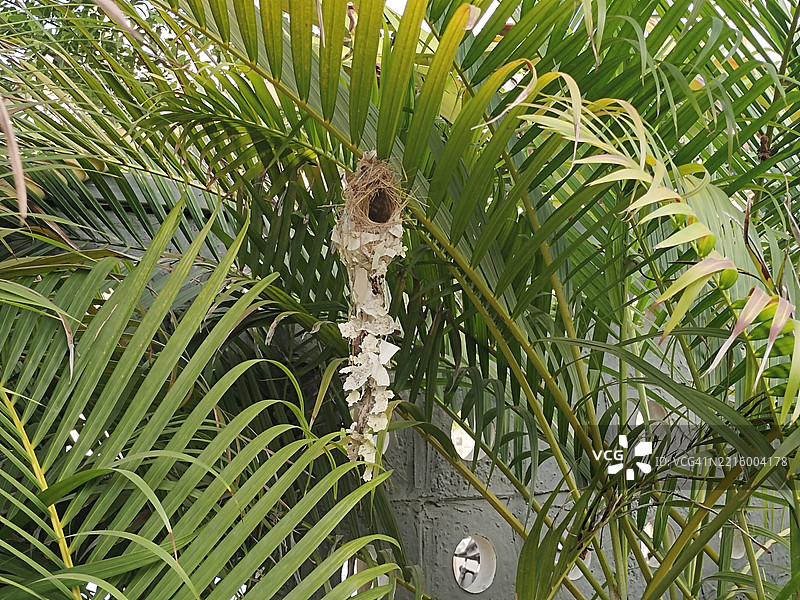 太阳鸟筑巢图片素材