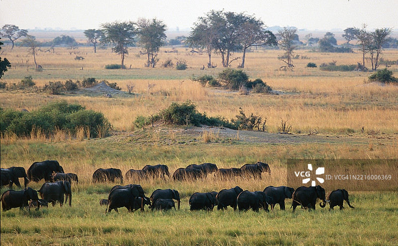 卡普里维走廊的象群图片素材