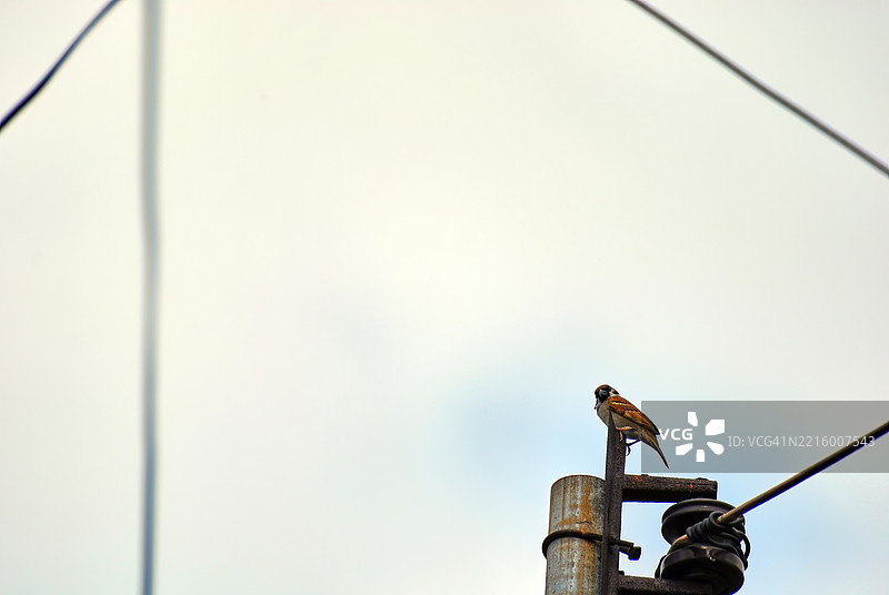 欧亚树雀，在菲律宾被称为“玛雅”鸟。图片素材