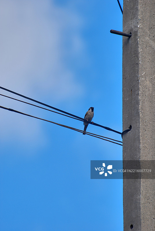 一只欧亚树雀，在菲律宾被称为“玛雅”鸟，栖息在城市地区的电线上。图片素材