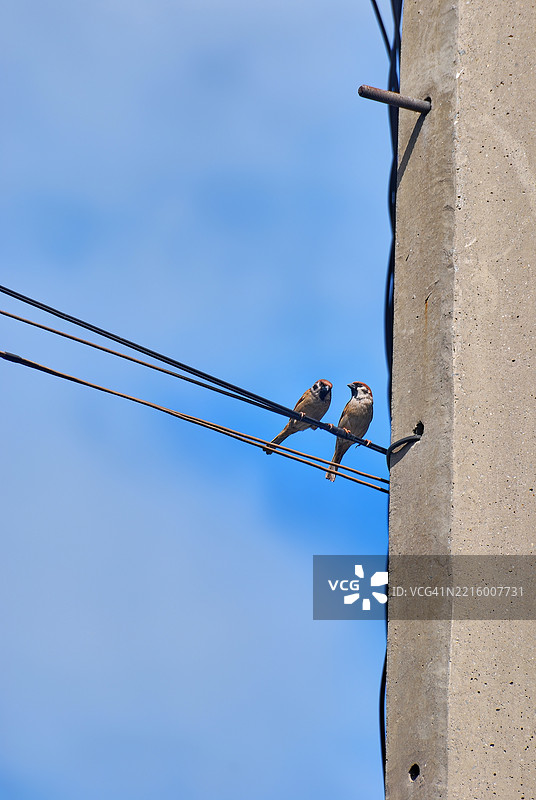 两只欧亚树雀，在菲律宾被称为“玛雅”鸟，栖息在城市地区的电线上。图片素材