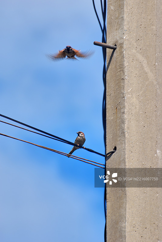 欧亚树雀，在菲律宾被称为“玛雅”鸟图片素材