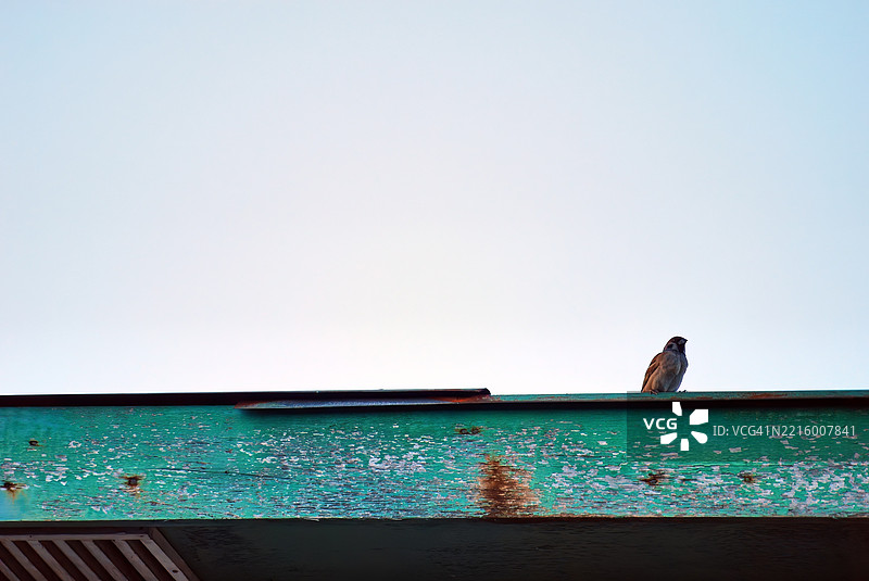 欧亚树雀，在菲律宾被称为“玛雅”鸟。图片素材