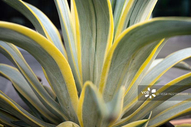 龙舌兰植物叶子的纹理和背景的抽象图像。图片素材