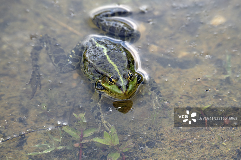沼泽青蛙图片素材