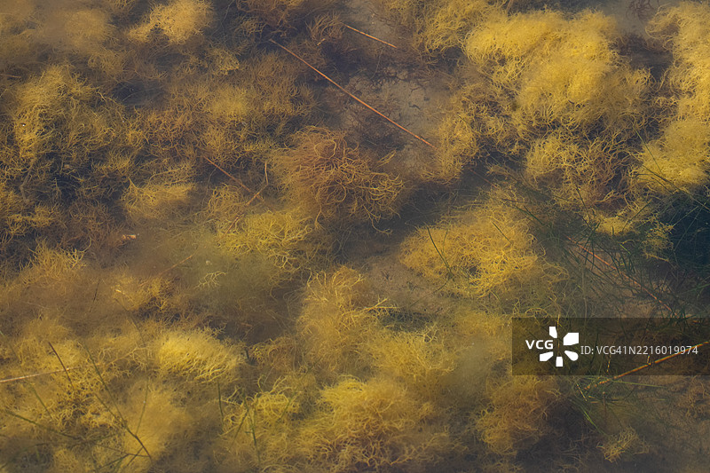藻类、泥土和水生植物图片素材