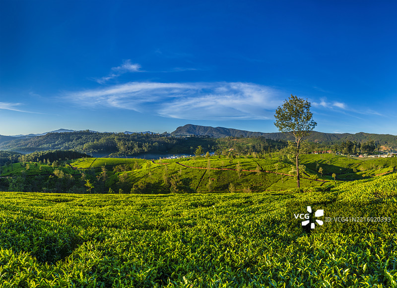 锡兰努瓦拉埃利亚的茶园清晨图片素材