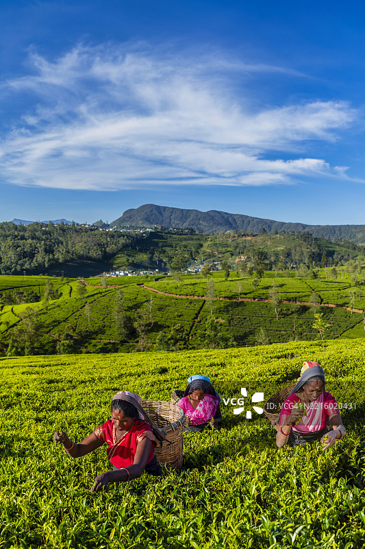 锡兰的泰米尔妇女在茶园采摘茶叶图片素材