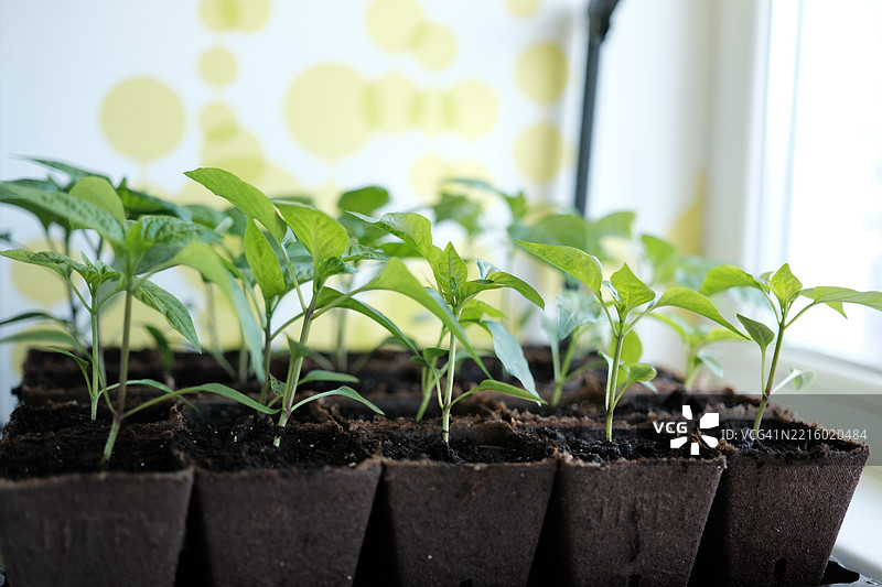 窗台上阳光下生长的辣椒幼苗，绿色的芽在可生物降解的泥炭盆中，准备移植。家庭花园，春季园艺概念。在家种植蔬菜。图片素材