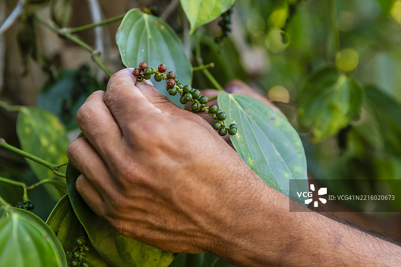 斯里兰卡年轻人在他的种植园上采摘胡椒图片素材