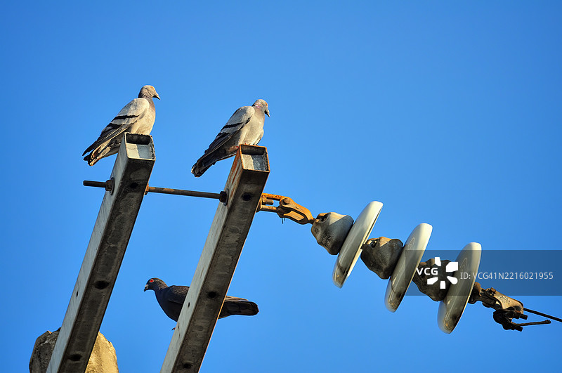 野鸽站在电线杆的横臂上。图片素材