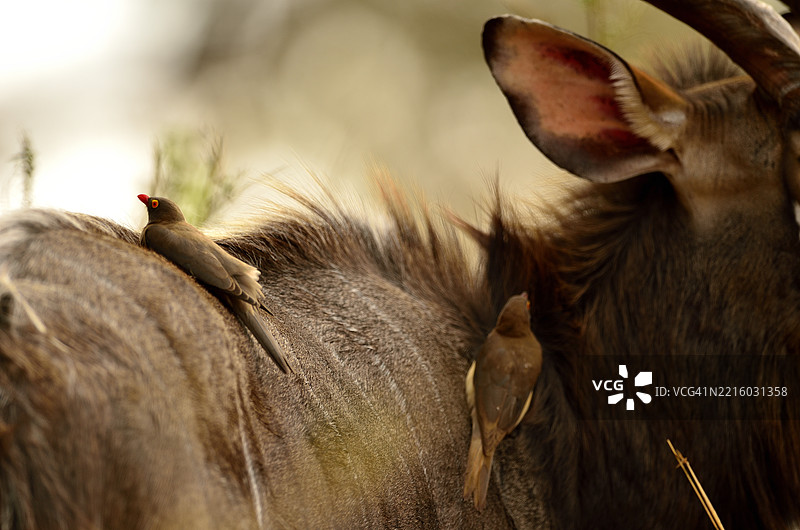 牛啄鸟图片素材