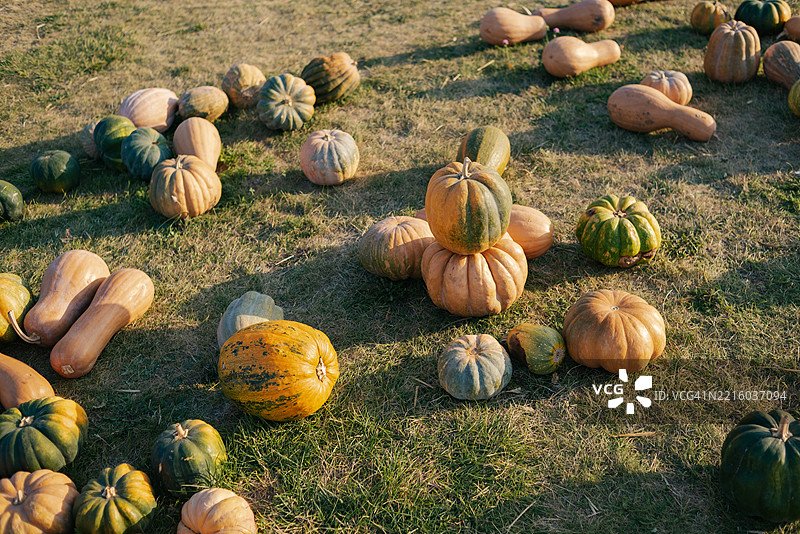 以更多南瓜装饰的季节性布置，强调秋季氛围。丰收时节，非常适合与采摘南瓜和秋季庆祝活动相关的主题。图片素材