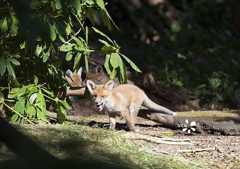 红狐幼崽图片素材