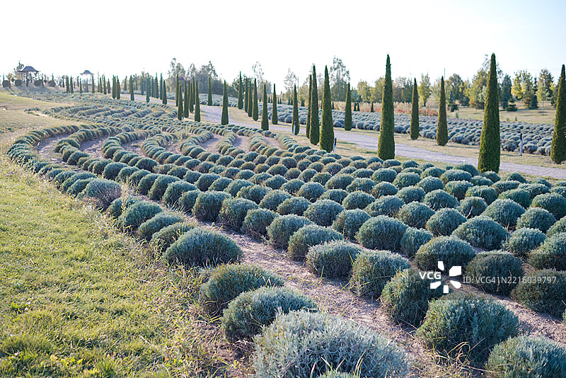 薰衣草田图片素材