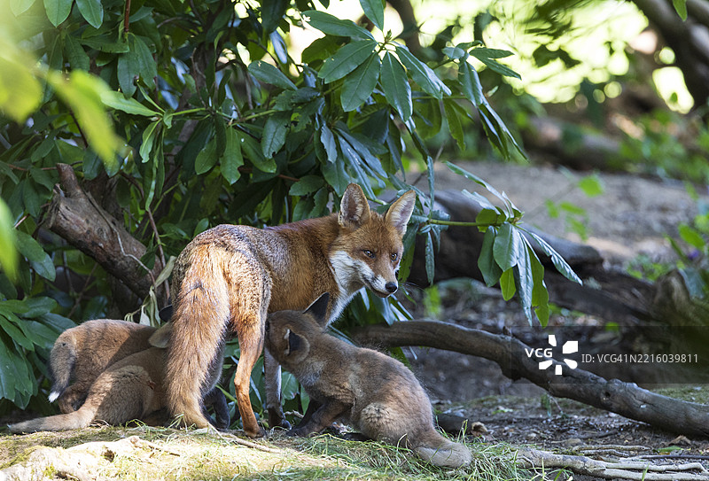 红狐幼崽与母狐图片素材