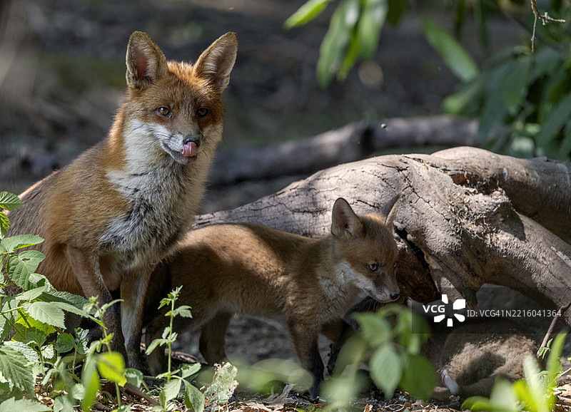 红狐幼崽与母狐图片素材
