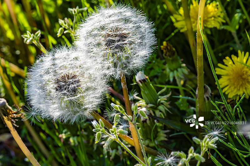 蒲公英的种子和花朵（特写）图片素材