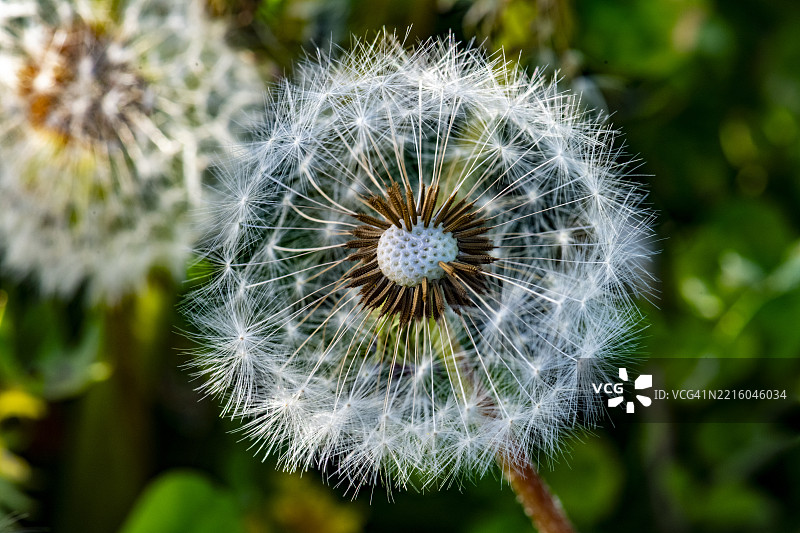 蒲公英种子（特写）图片素材