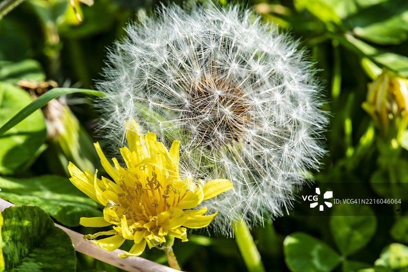 蒲公英的种子和花朵（特写）图片素材