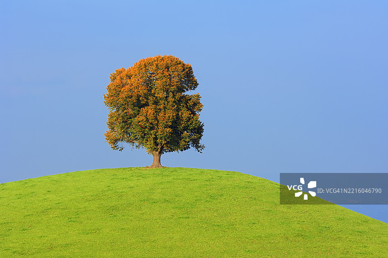 秋天，瑞士欧洲一座绿色草坡顶上的椴树（Tilia spec.）。图片素材