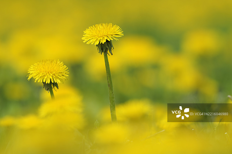 蒲公英（Taraxacum officinale），春季。德国巴伐利亚，欧洲。图片素材