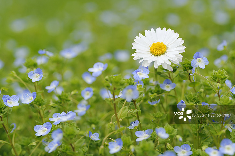 雏菊（Bellis perennis），特写。德国巴伐利亚，欧洲。图片素材