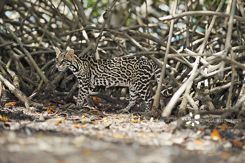 美洲豹猫（Leopardus pardalis），在红树林中濒危物种。洪都拉斯罗阿坦，湾群岛，中美洲，拉丁美洲。图片素材
