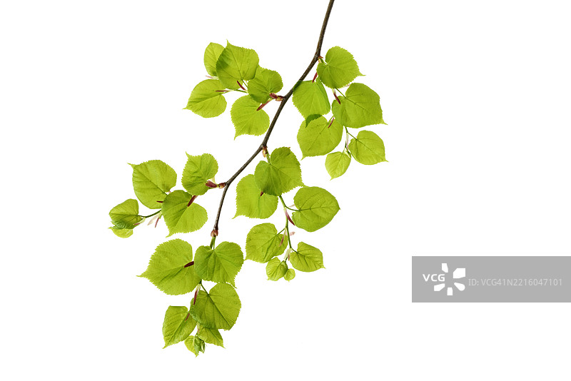 白色背景下的菩提树（Tilia spec.）叶子。德国巴伐利亚，工作室拍摄。图片素材