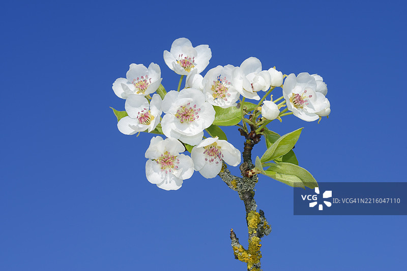 梨树（Pyrus communis）开花的枝条与晴朗的蓝天相映衬。德国，巴伐利亚，欧洲。图片素材