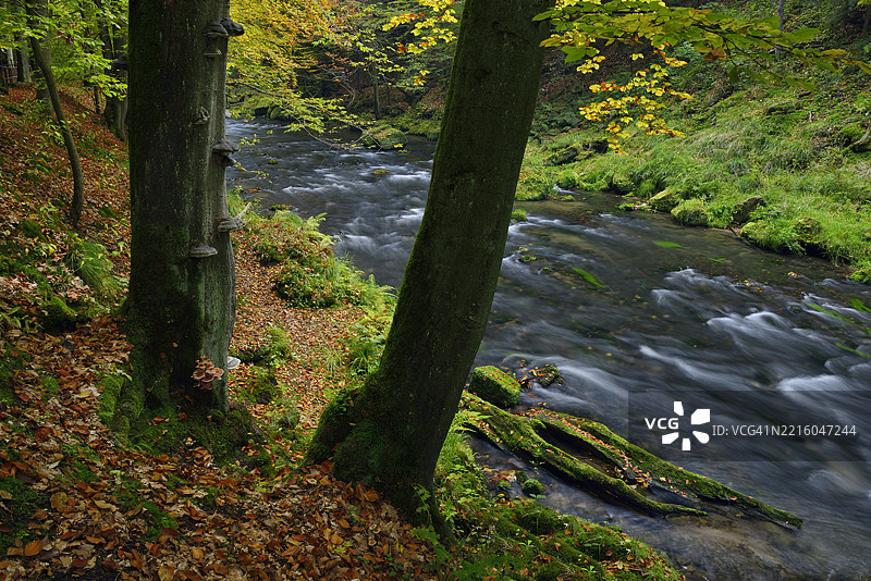埃德蒙德峡谷中的卡门尼茨河（Kamenice）。捷克共和国波希米亚瑞士的赫伦斯科附近的静谧峡谷。图片素材