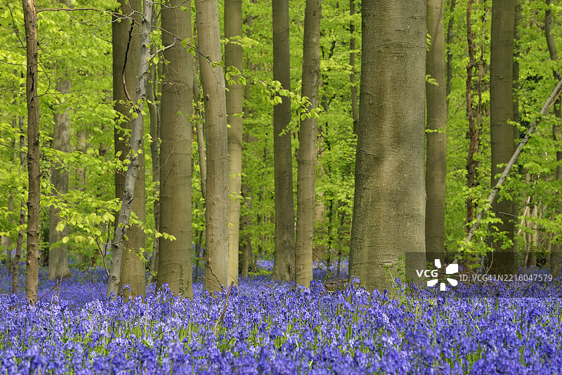 蓝铃花（Hyacinthoides non-scripta）在早春铺满了硬木山毛榉森林。比利时弗拉芒大区布鲁塞尔的哈勒，哈勒博斯。图片素材