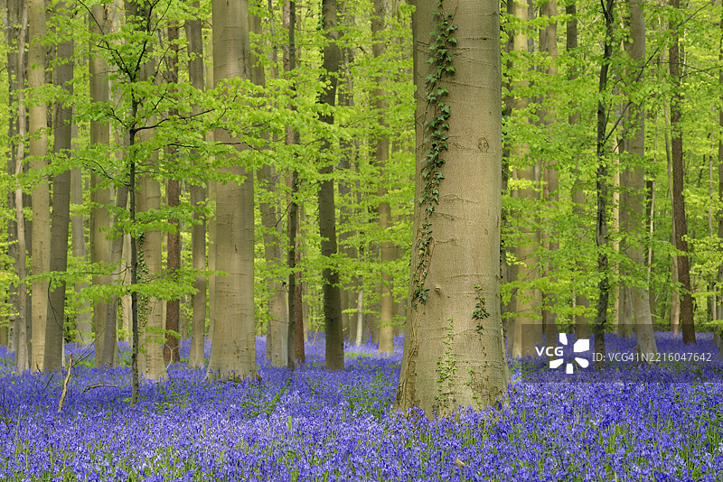 蓝铃花（Hyacinthoides non-scripta）在早春时覆盖了硬木山毛榉森林。比利时布鲁塞尔哈勒，哈勒博斯，弗拉芒大区。图片素材