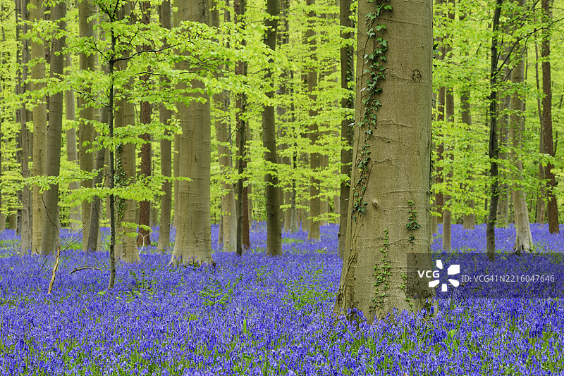 蓝铃花（Hyacinthoides non-scripta）在早春铺满了硬木山毛榉森林。比利时布鲁塞尔哈勒，弗拉芒大区（Flanders），欧洲。图片素材