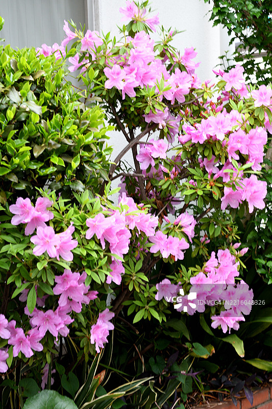 杜鹃花：东京公共公园中盛开的美丽灌木图片素材